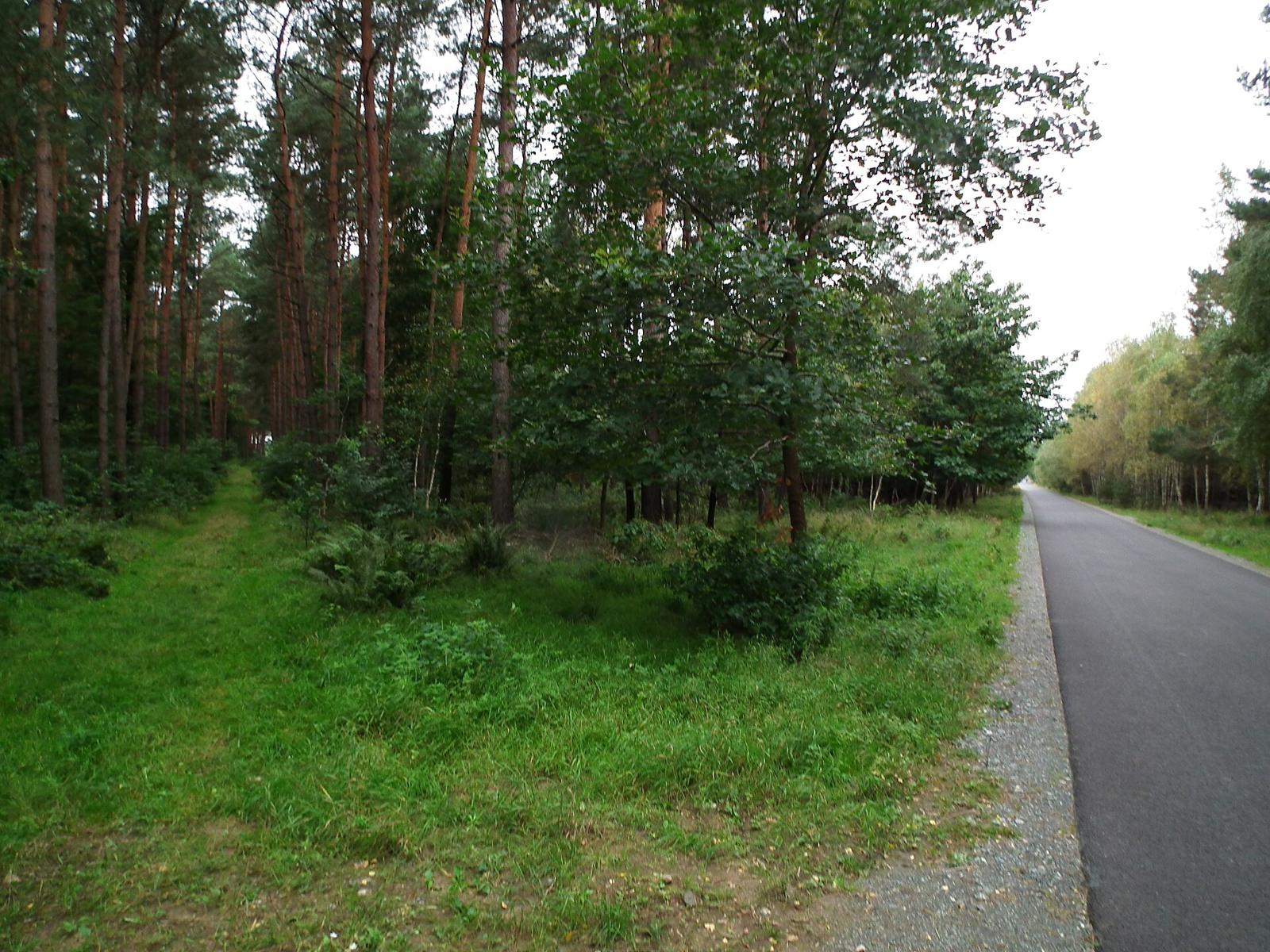 Leśna ścieżka i droga rowerowa w Puszczy Zielonka