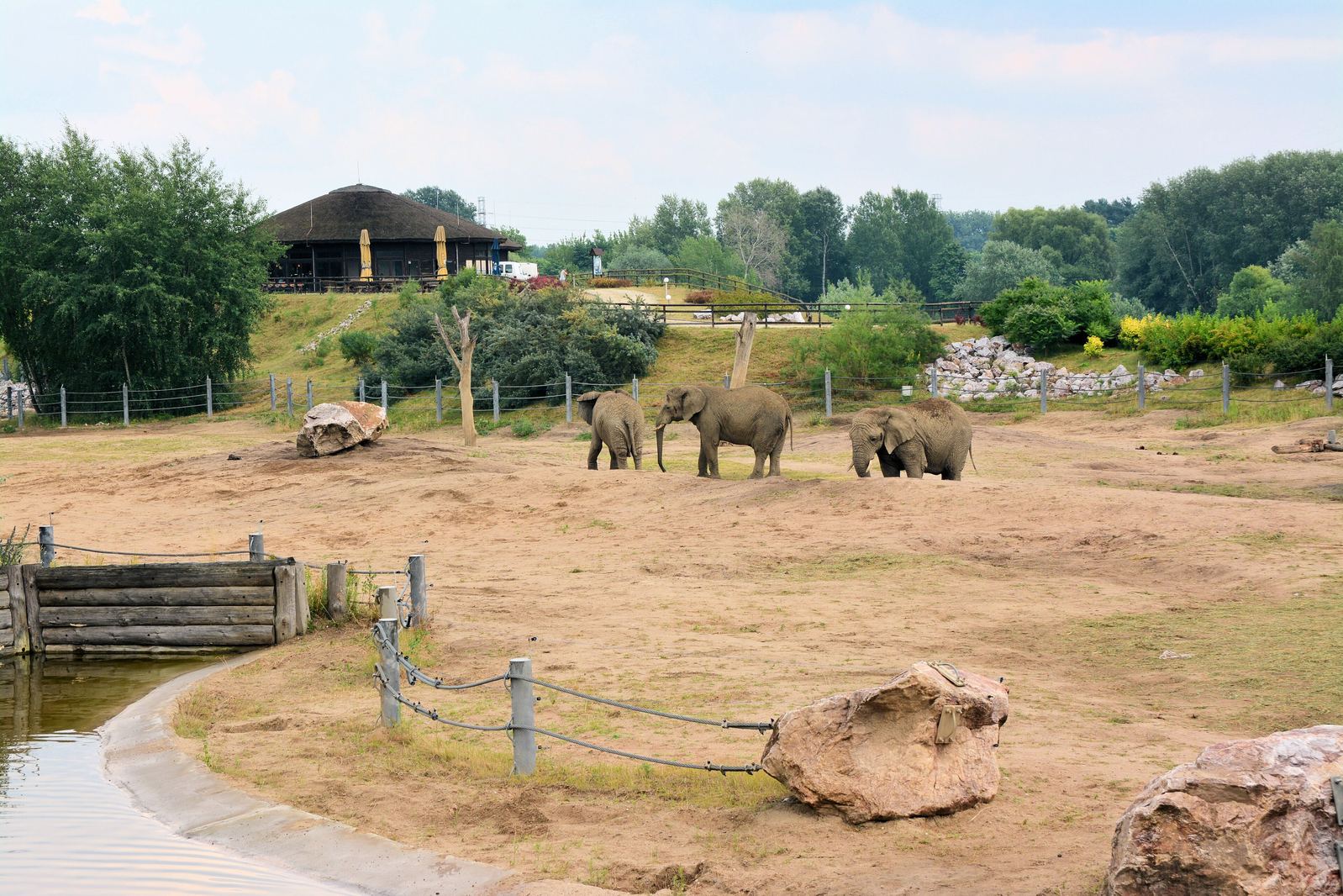 Elephants in the New Zoo in Poznań